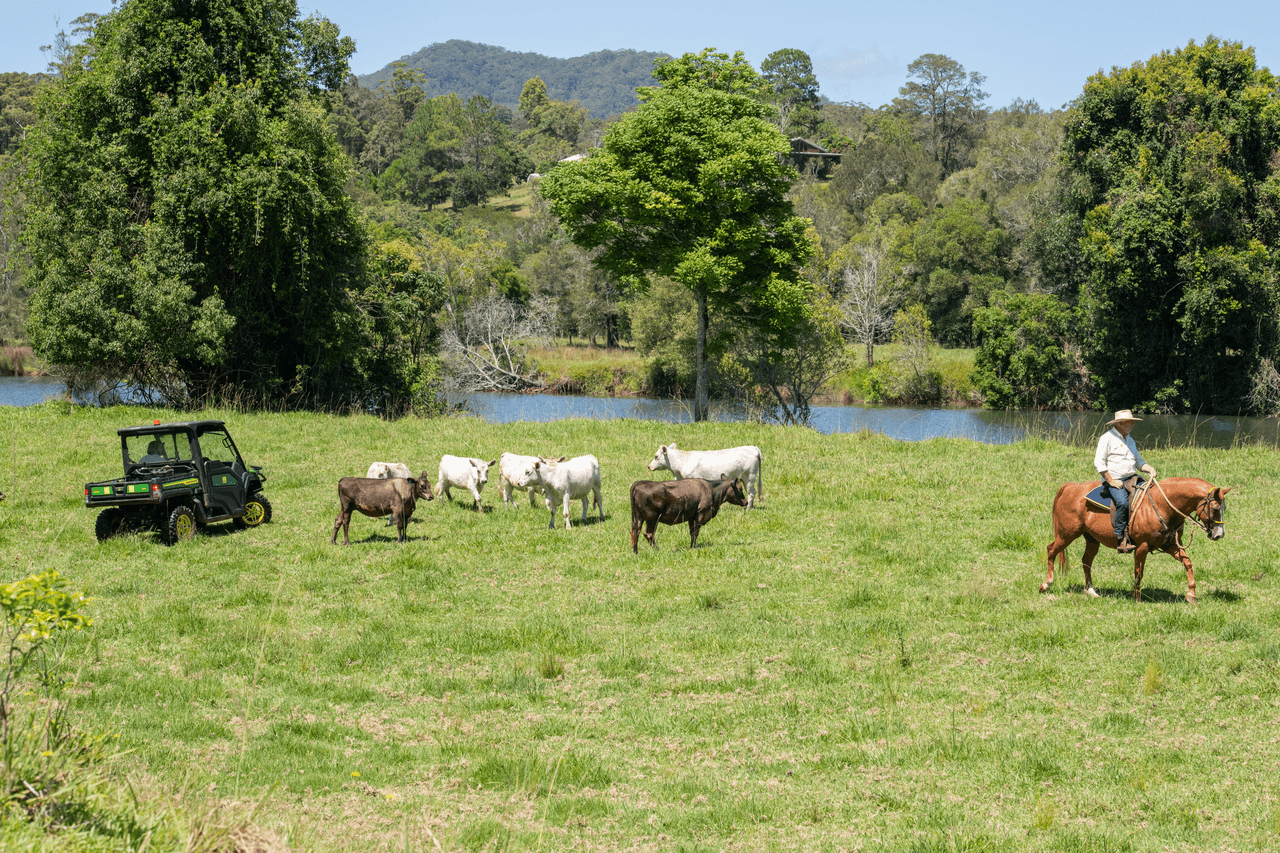 1041 South Arm Road, "Brierfield", BELLINGEN, NSW 2454