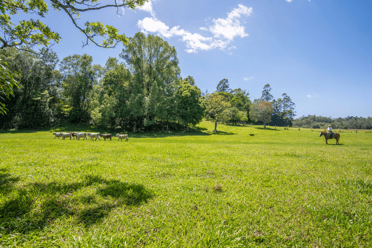 1041 South Arm Road, "Brierfield", BELLINGEN, NSW 2454