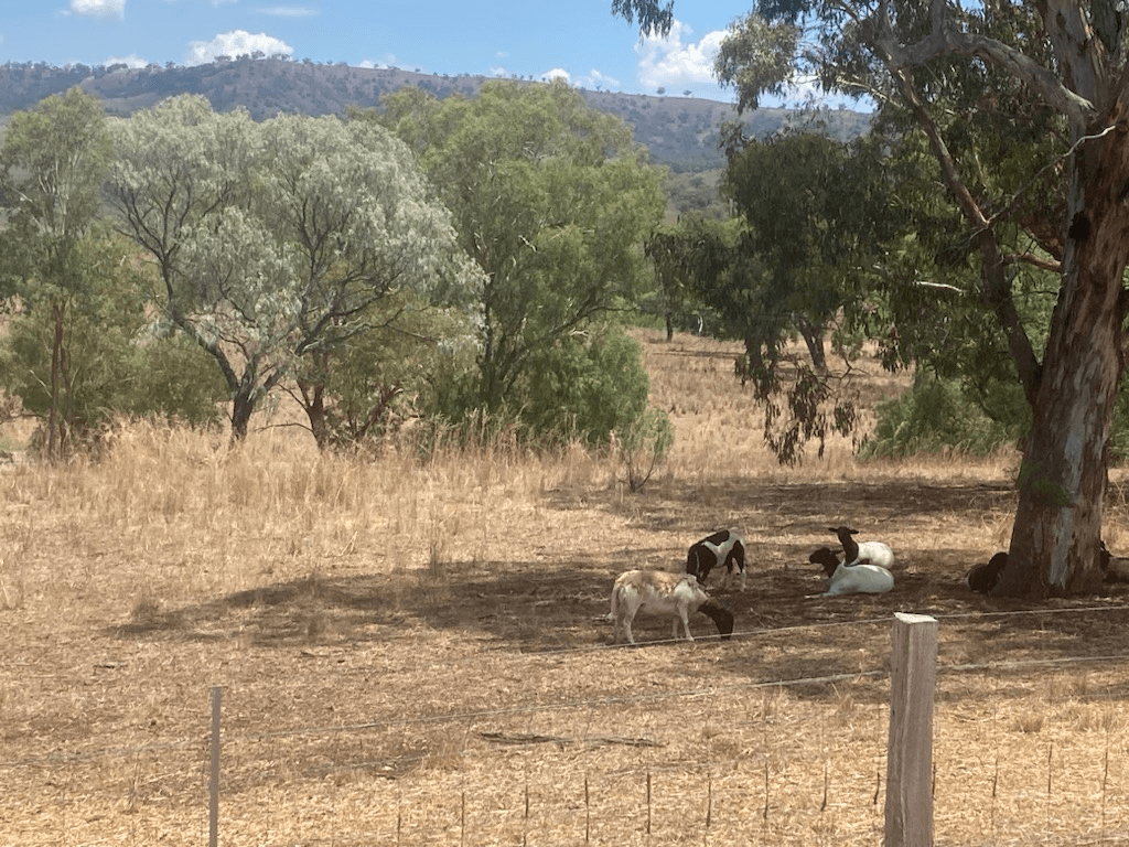 High Street, BUNNAN, NSW 2337