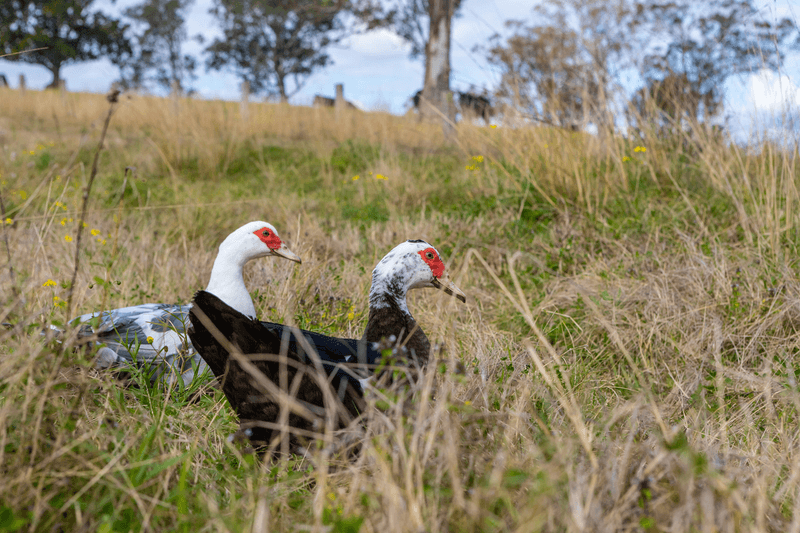 Lot 4/Lot 16 Hanleys Creek Road, TABBIL CREEK, NSW 2420