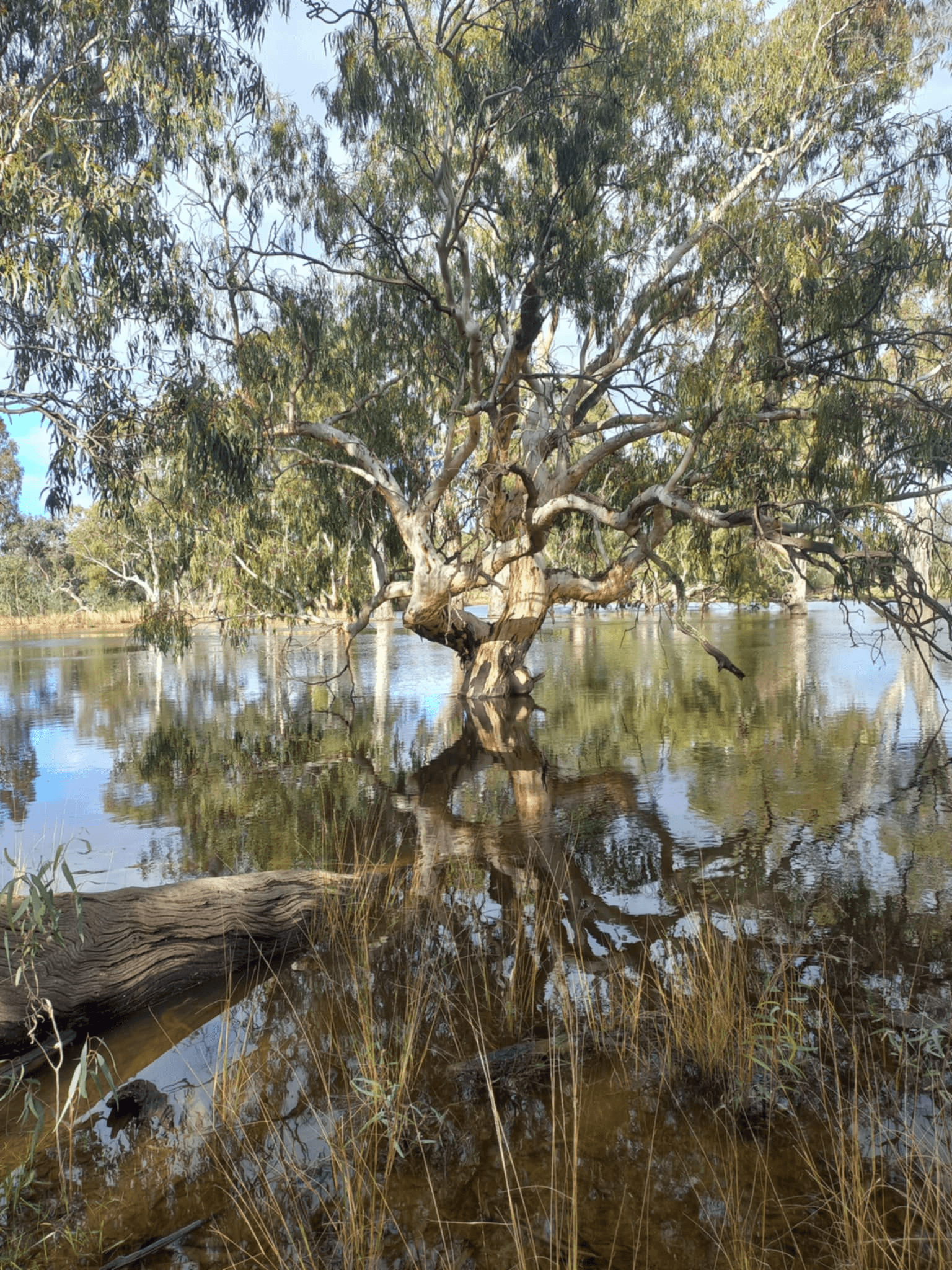1207 Fraser Road, Niemur, NSW 2733