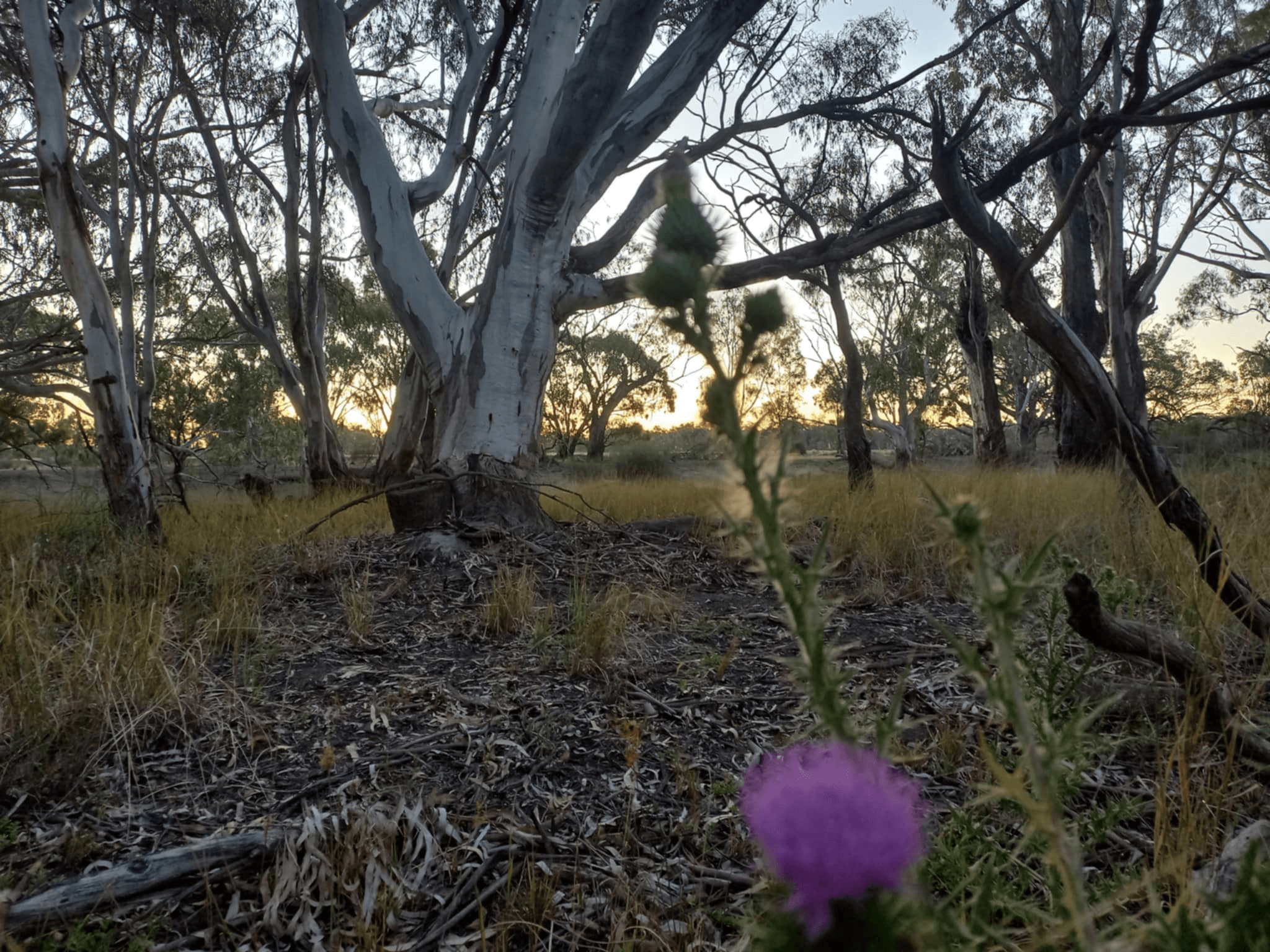 1207 Fraser Road, Niemur, NSW 2733