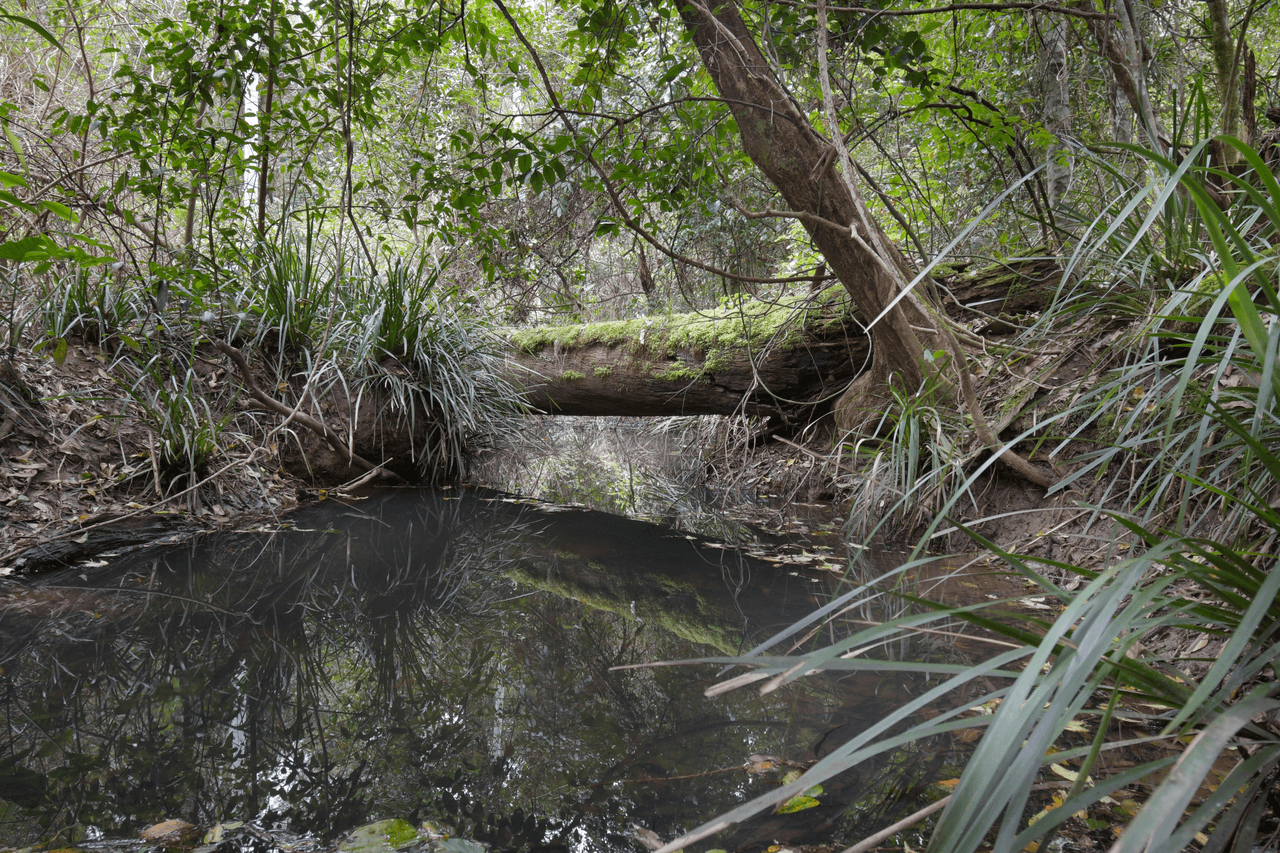 Lot/138 Stringybark Lane, KYOGLE, NSW 2474