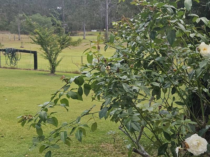 127 Cliff Jones Road, CURRA, QLD 4570