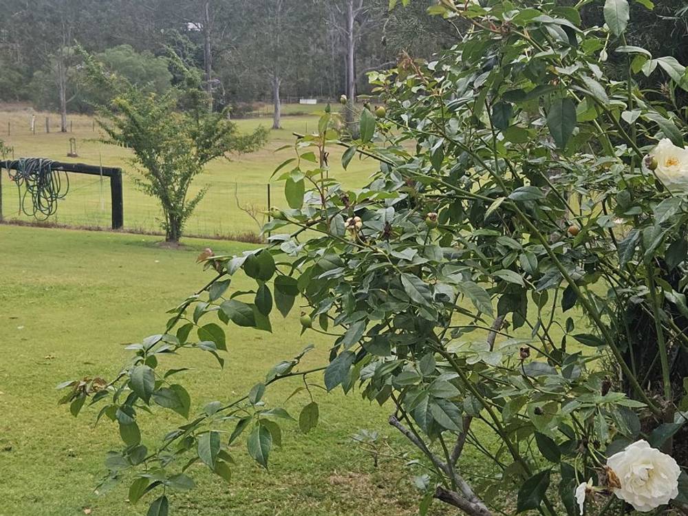 127 Cliff Jones Road, CURRA, QLD 4570