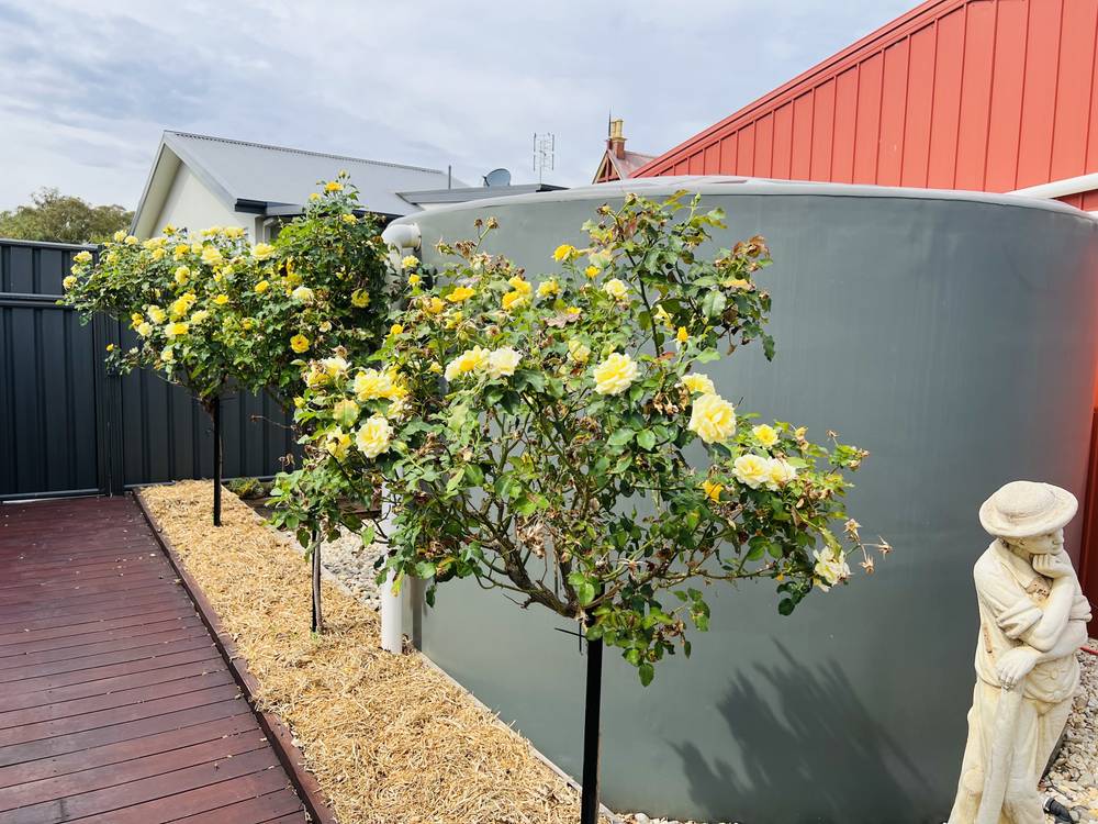 3/68 Taylor St, Ascot, VIC 3551