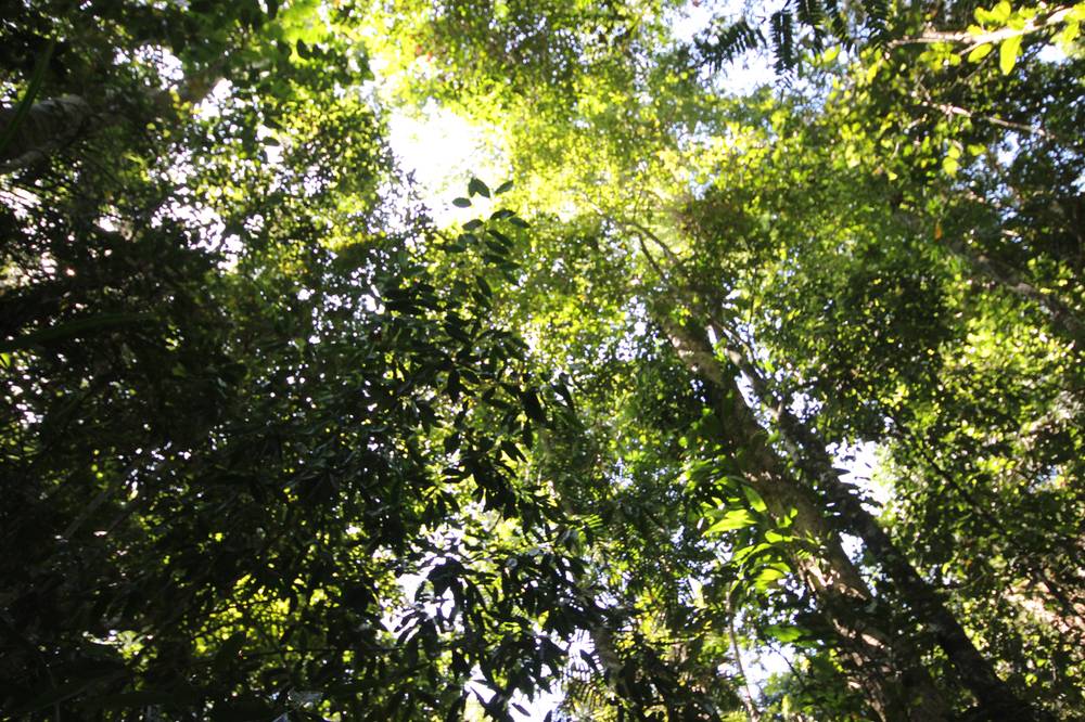 Lot 5 Woopen Creek Road, WOOPEN CREEK, QLD 4871