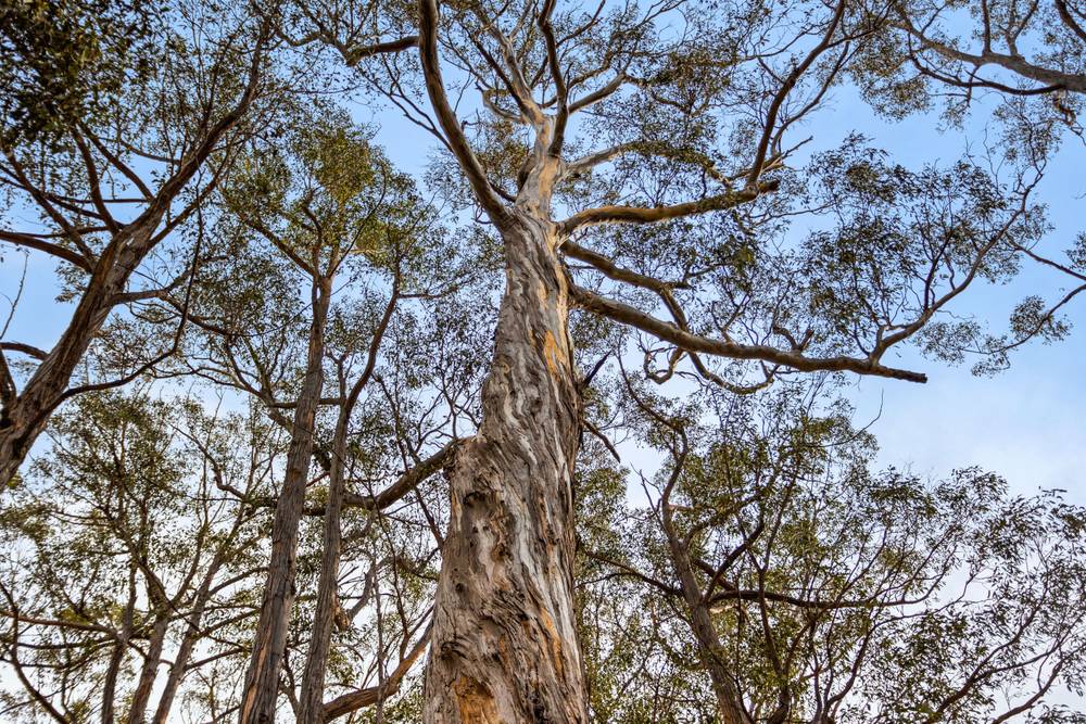 90 Hackford Drive, Kingston, TAS 7050