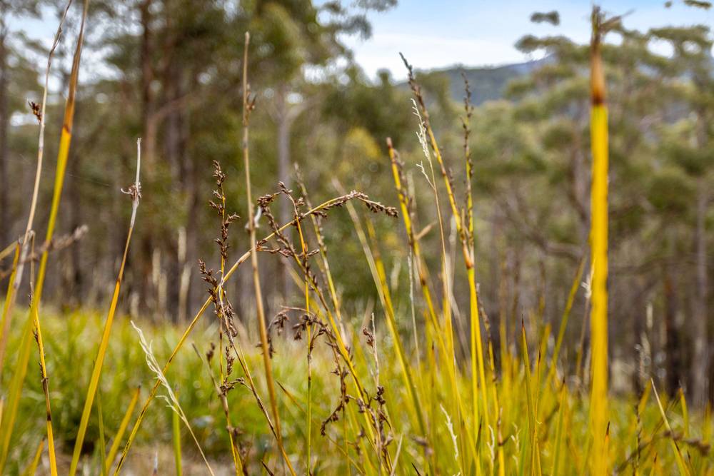 90 Hackford Drive, Kingston, TAS 7050