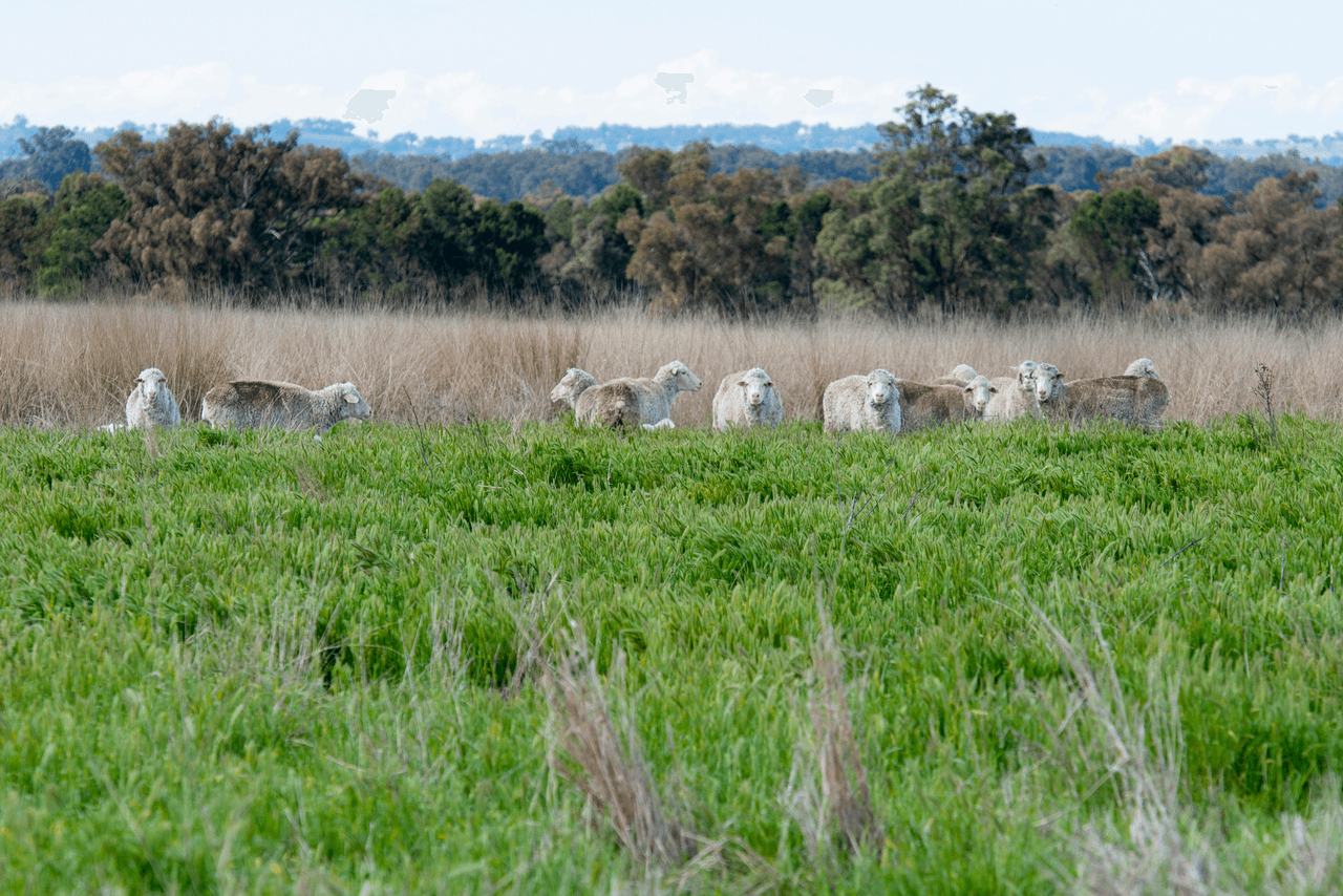 1896 Boxridge Road, PURLEWAUGH, NSW 2357