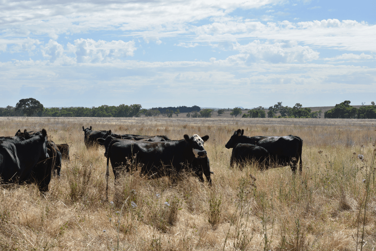 1896 Boxridge Road, PURLEWAUGH, NSW 2357