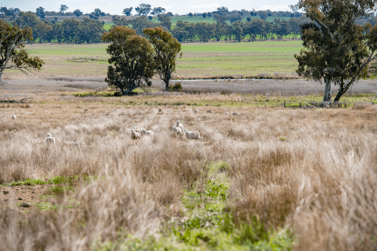 1896 Boxridge Road, PURLEWAUGH, NSW 2357