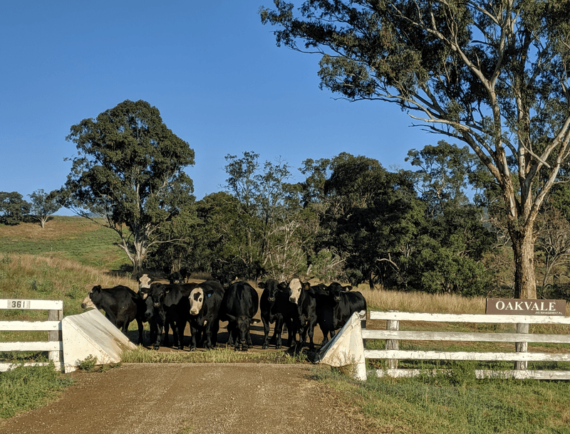 Timor Road, Timor, NSW 2338