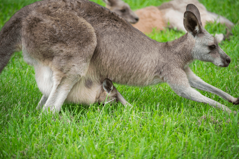 1 Natures Close, CURRUMBIN VALLEY, QLD 4223