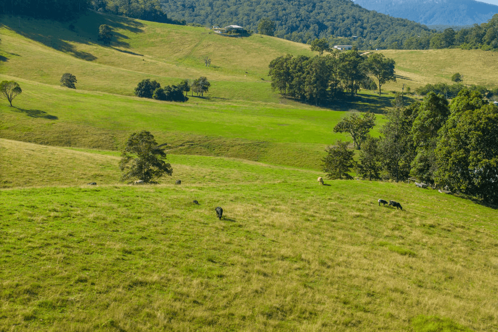 1052 Pipeclay Road, PIPECLAY, NSW 2446