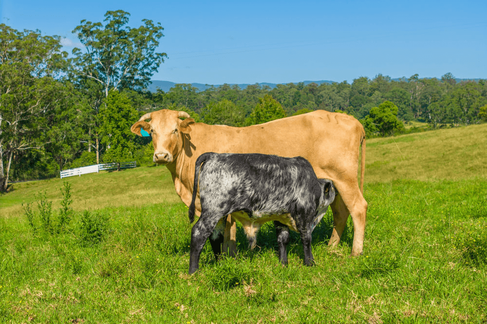 1052 Pipeclay Road, PIPECLAY, NSW 2446