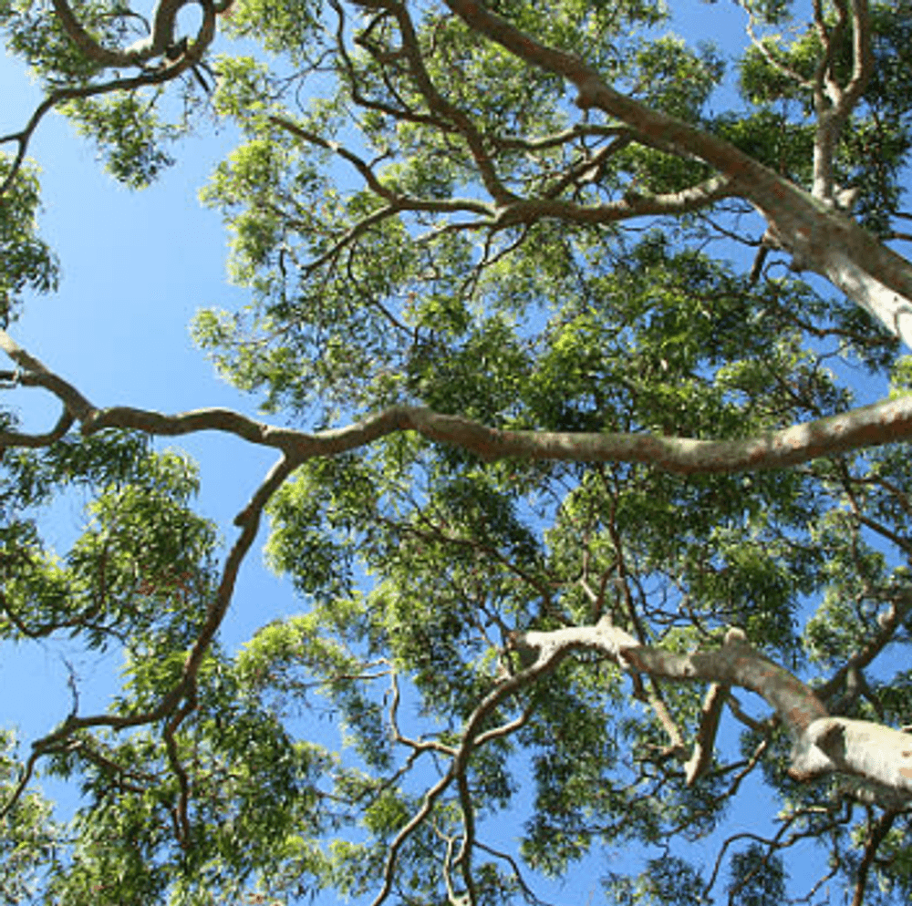 Lot 8 (42) Bock Street, ROCHEDALE, QLD 4123