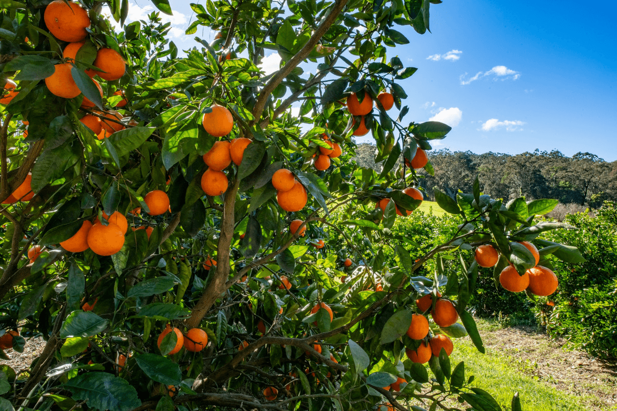 611 Kyola Road, Kulnura, NSW 2250