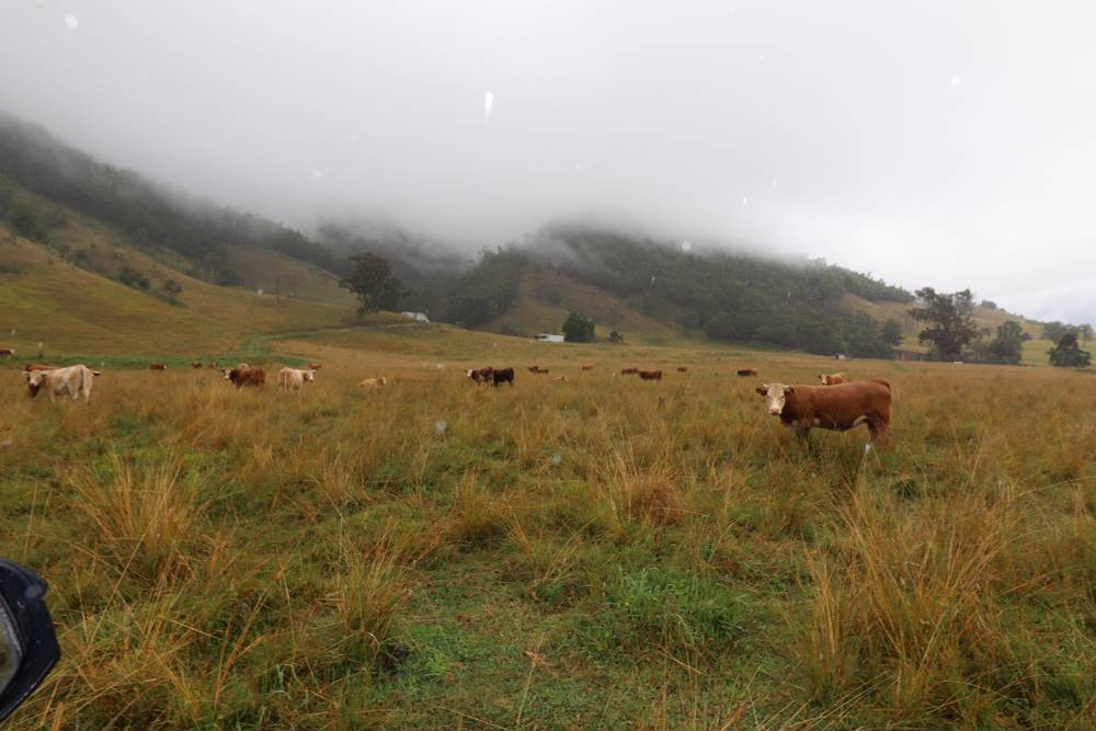 95 Smiths Creek Road, Lower Creek, NSW 2440
