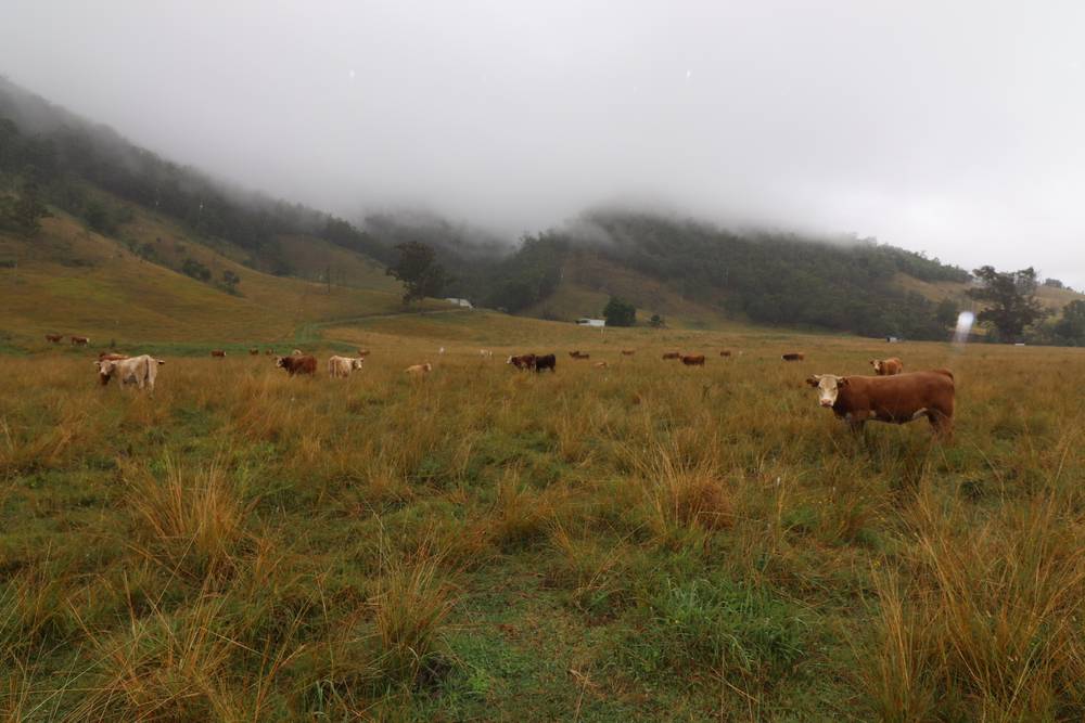 95 Smiths Creek Road, Lower Creek, NSW 2440