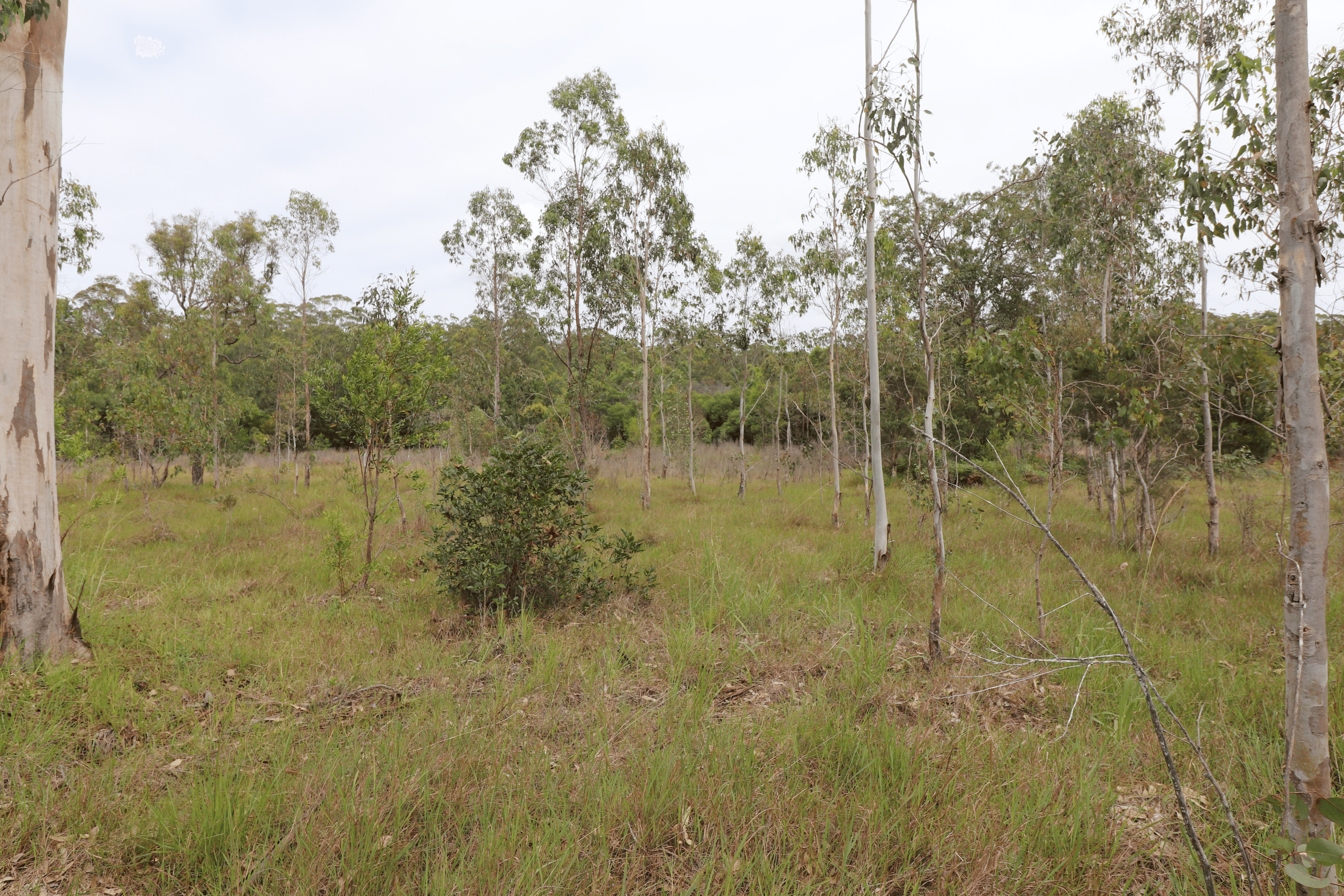 Lot 92 Tamban Road, Collombatti, NSW 2440