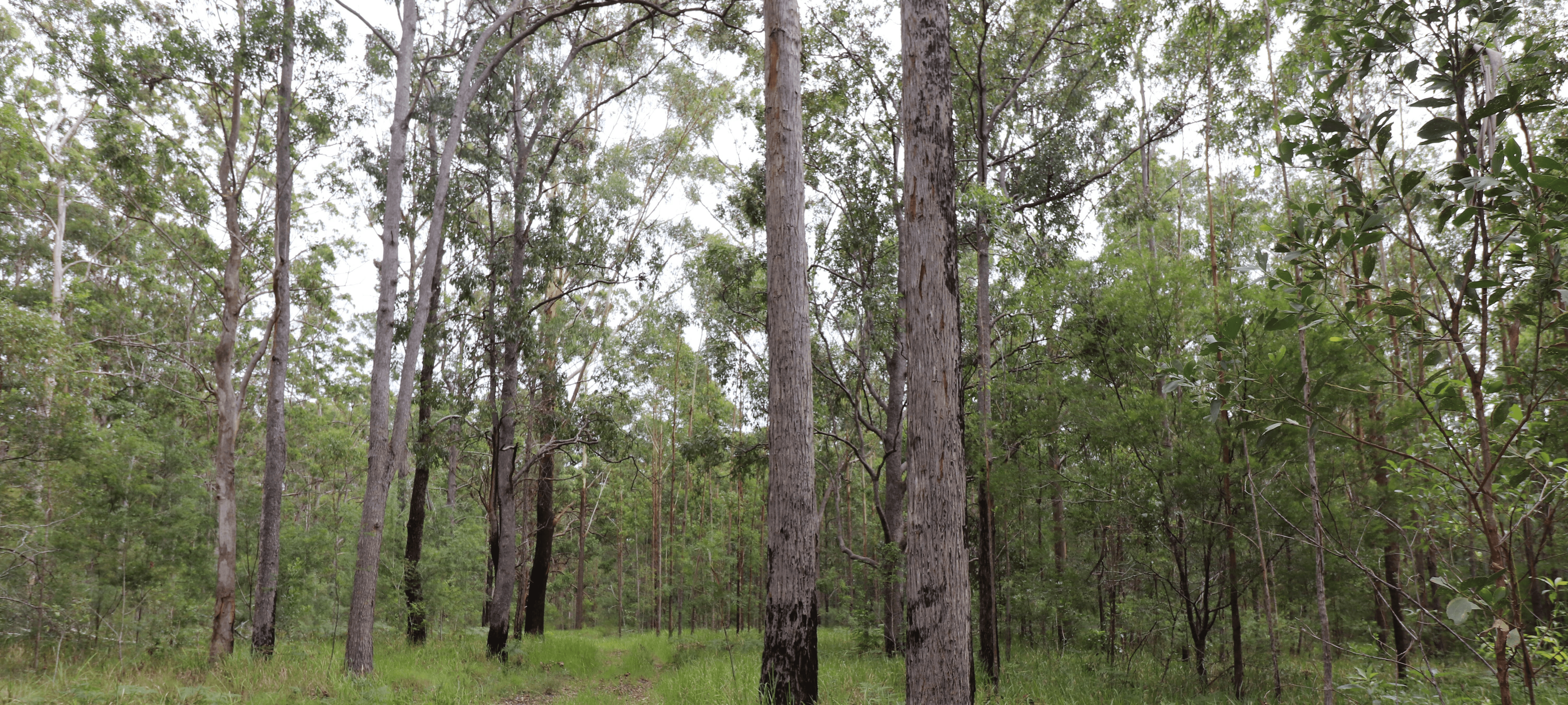 Lot 92 Tamban Road, Collombatti, NSW 2440