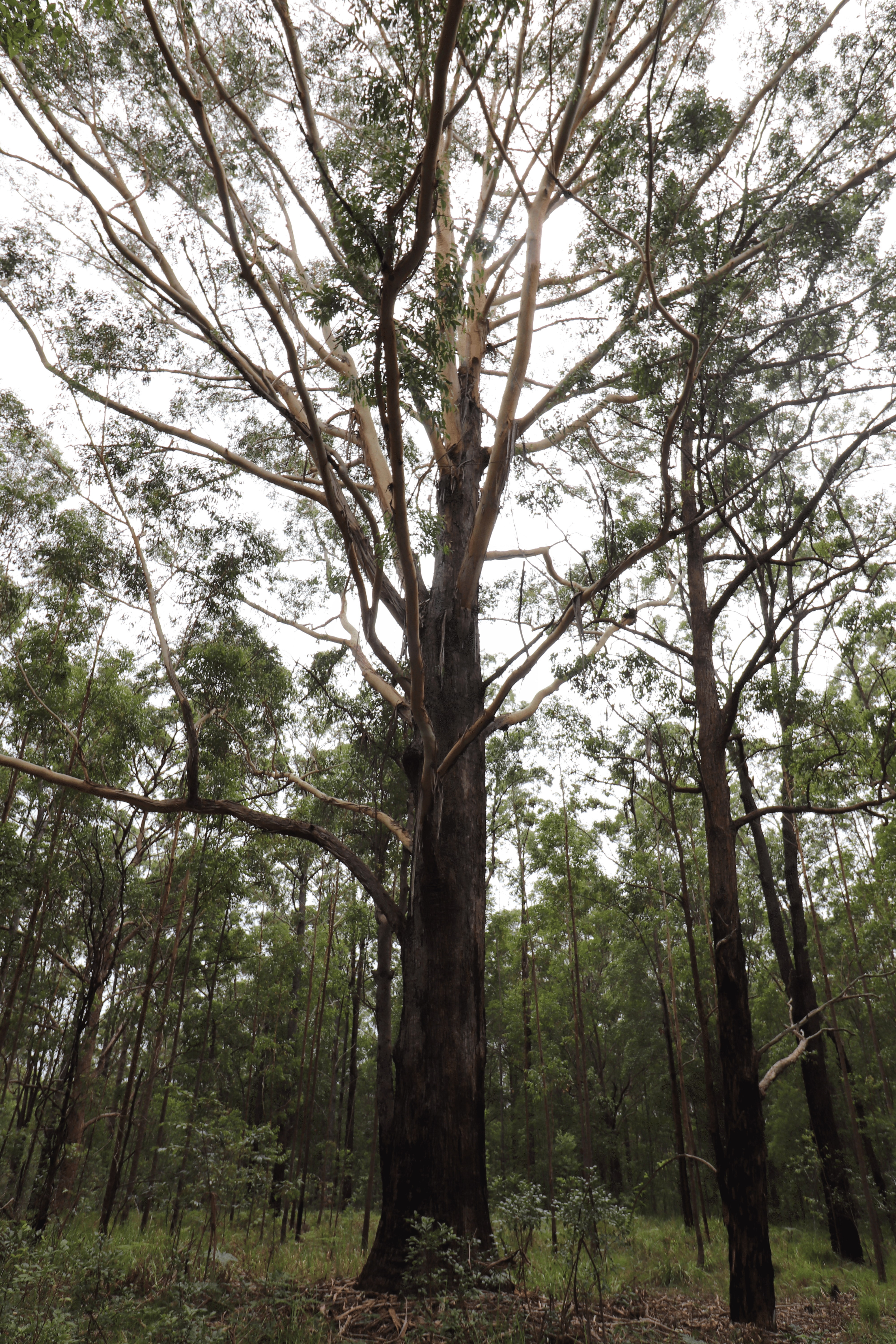 Lot 92 Tamban Road, Collombatti, NSW 2440
