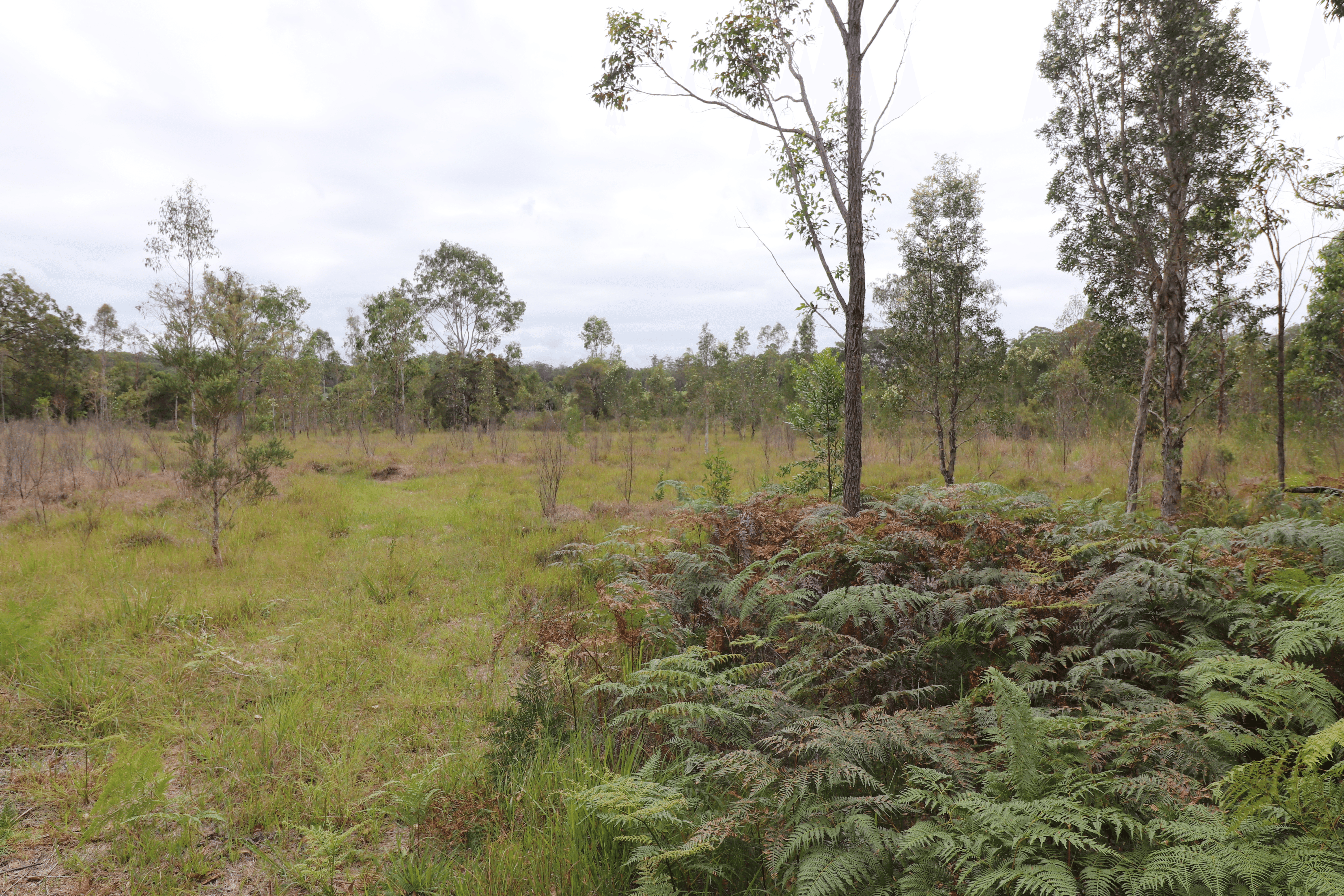 Lot 92 Tamban Road, Collombatti, NSW 2440