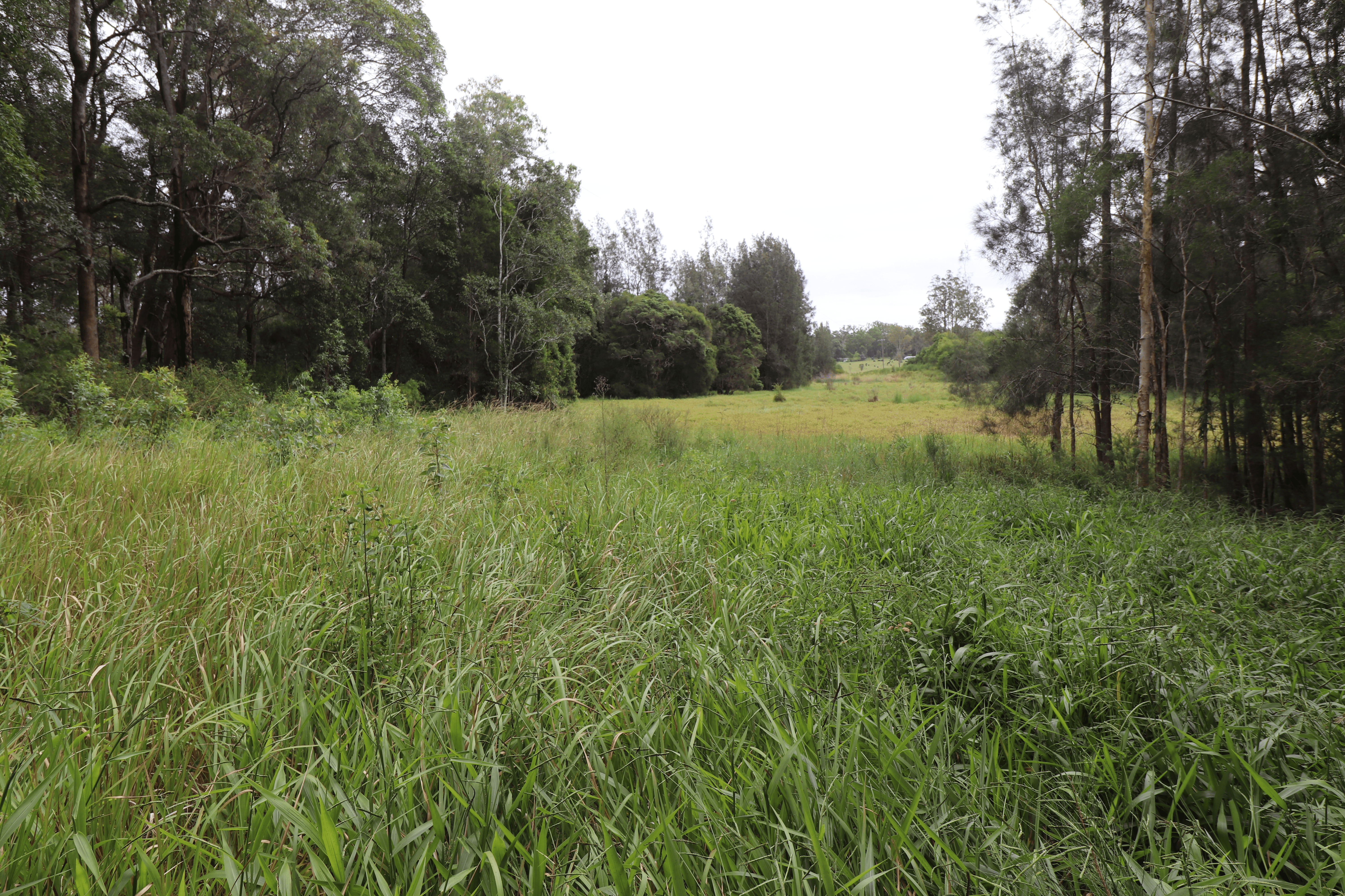 Lot 92 Tamban Road, Collombatti, NSW 2440