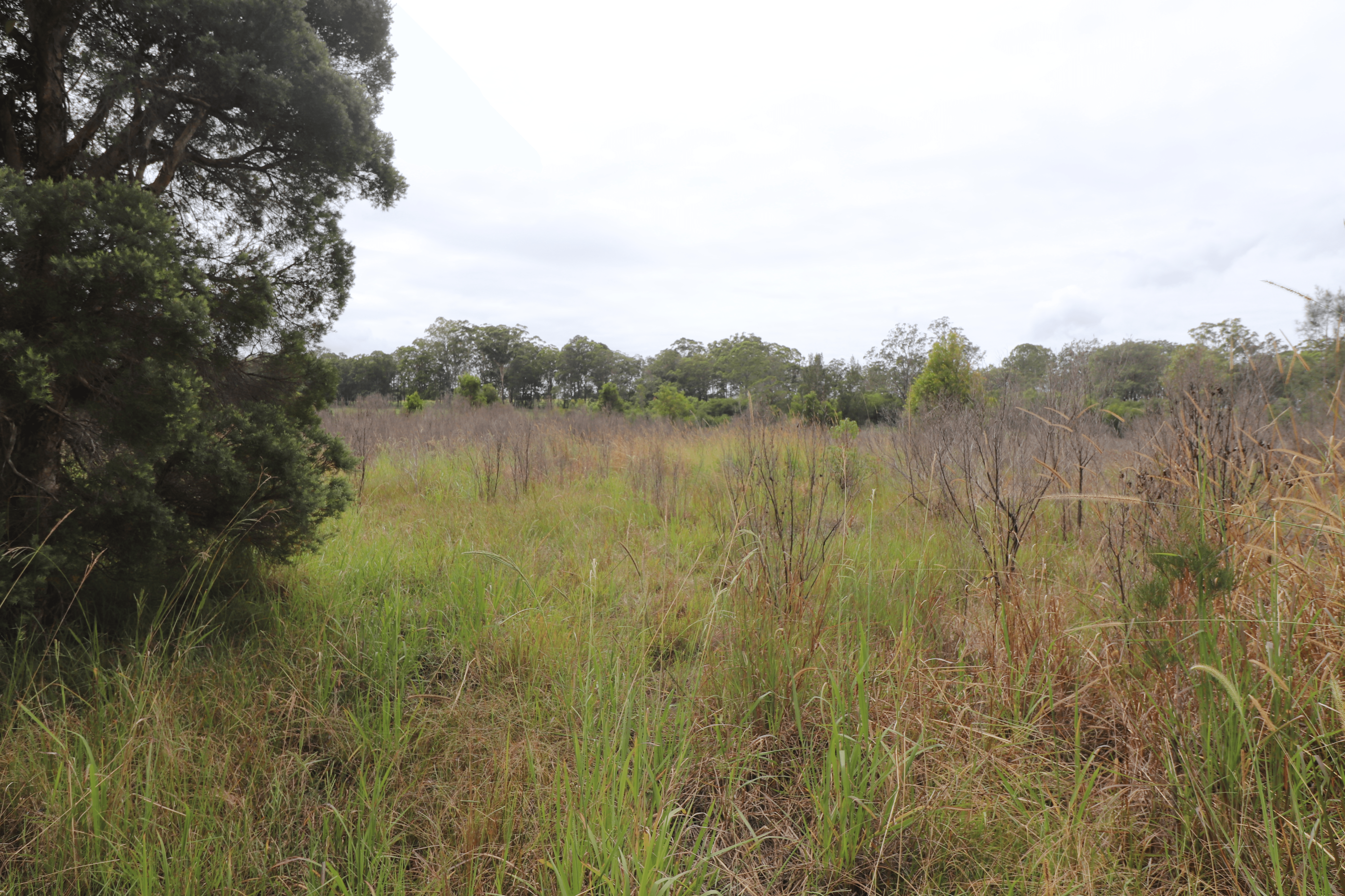 Lot 92 Tamban Road, Collombatti, NSW 2440