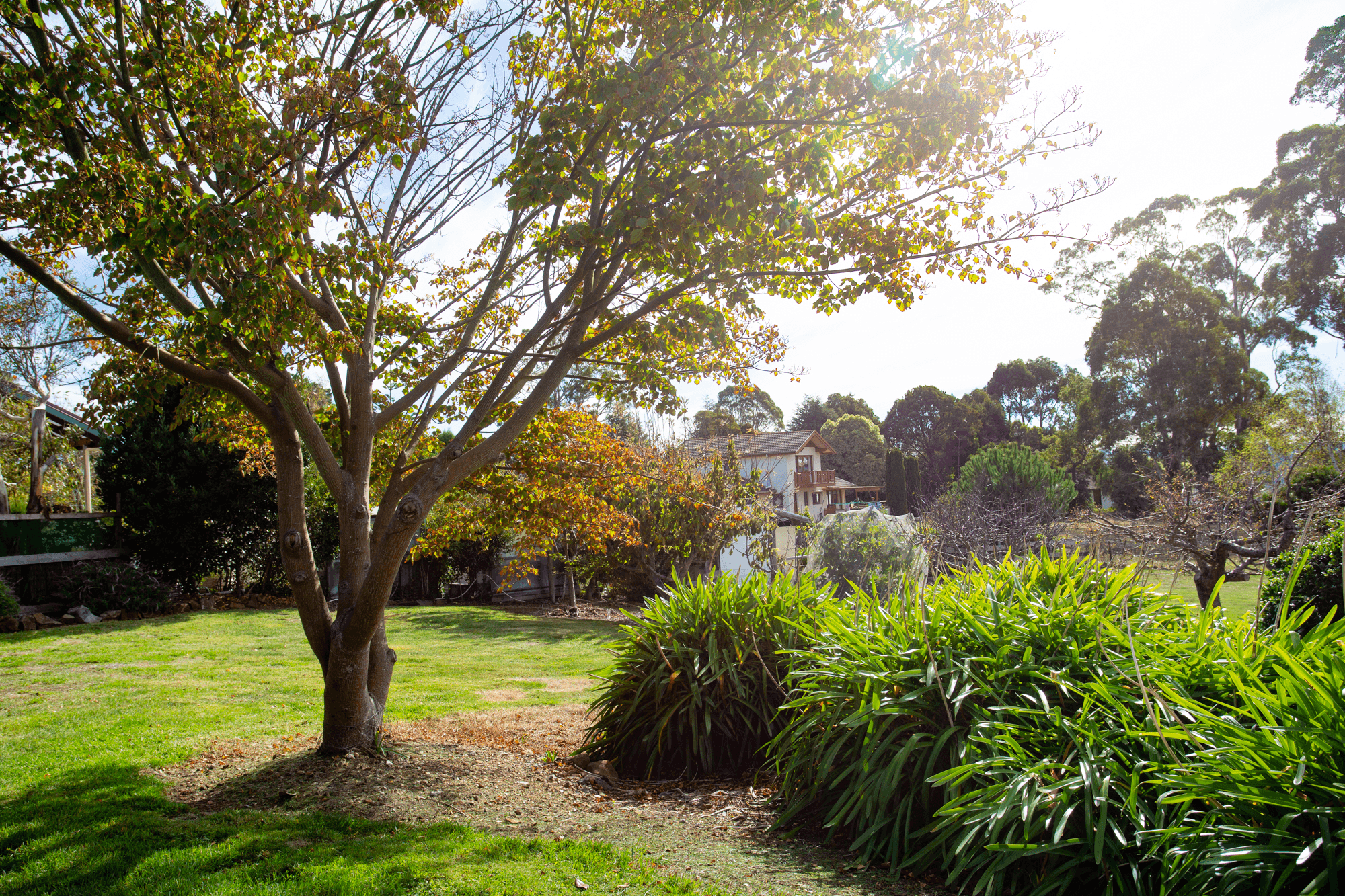 1 Pine Tree Avenue, GRINDELWALD, TAS 7277