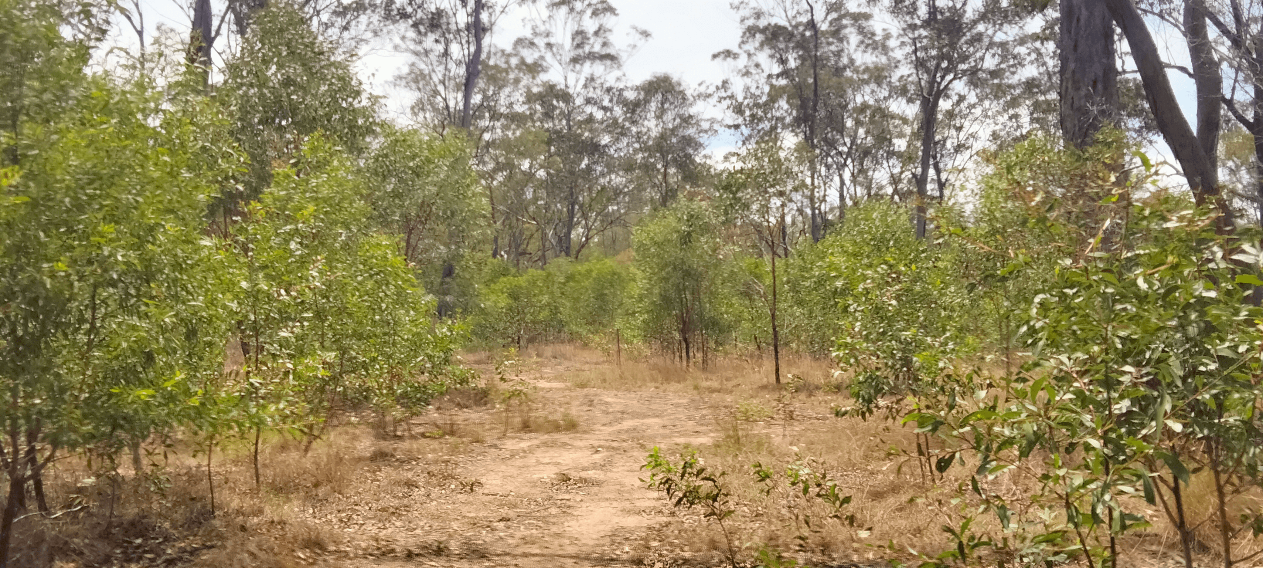 Dicksons Access Road, YANDARAN, QLD 4673