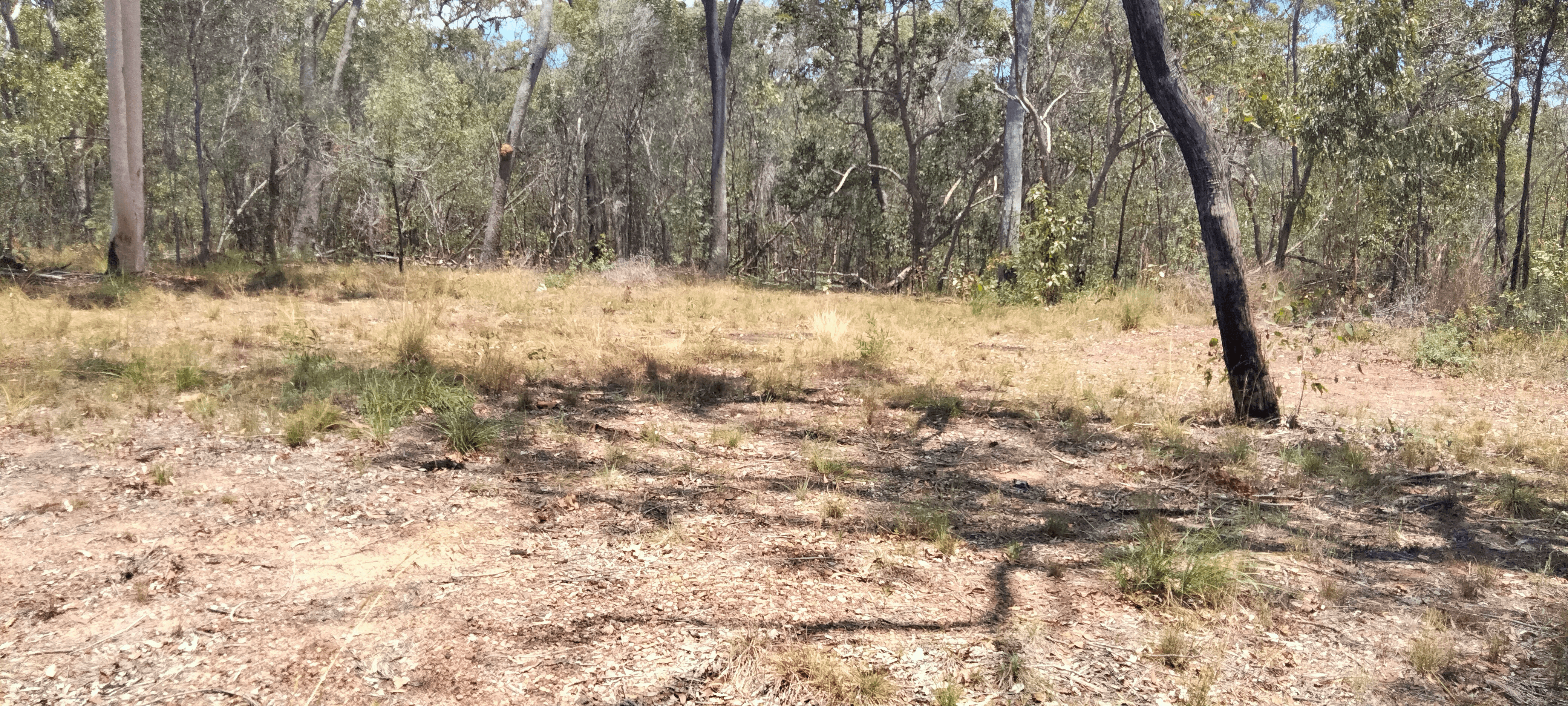 Dicksons Access Road, YANDARAN, QLD 4673