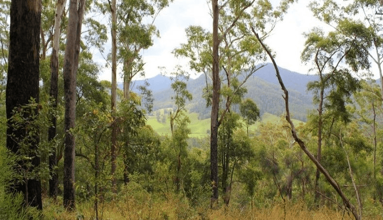 Lot 95 Kennaicle Road, MISSABOTTI, NSW 2449