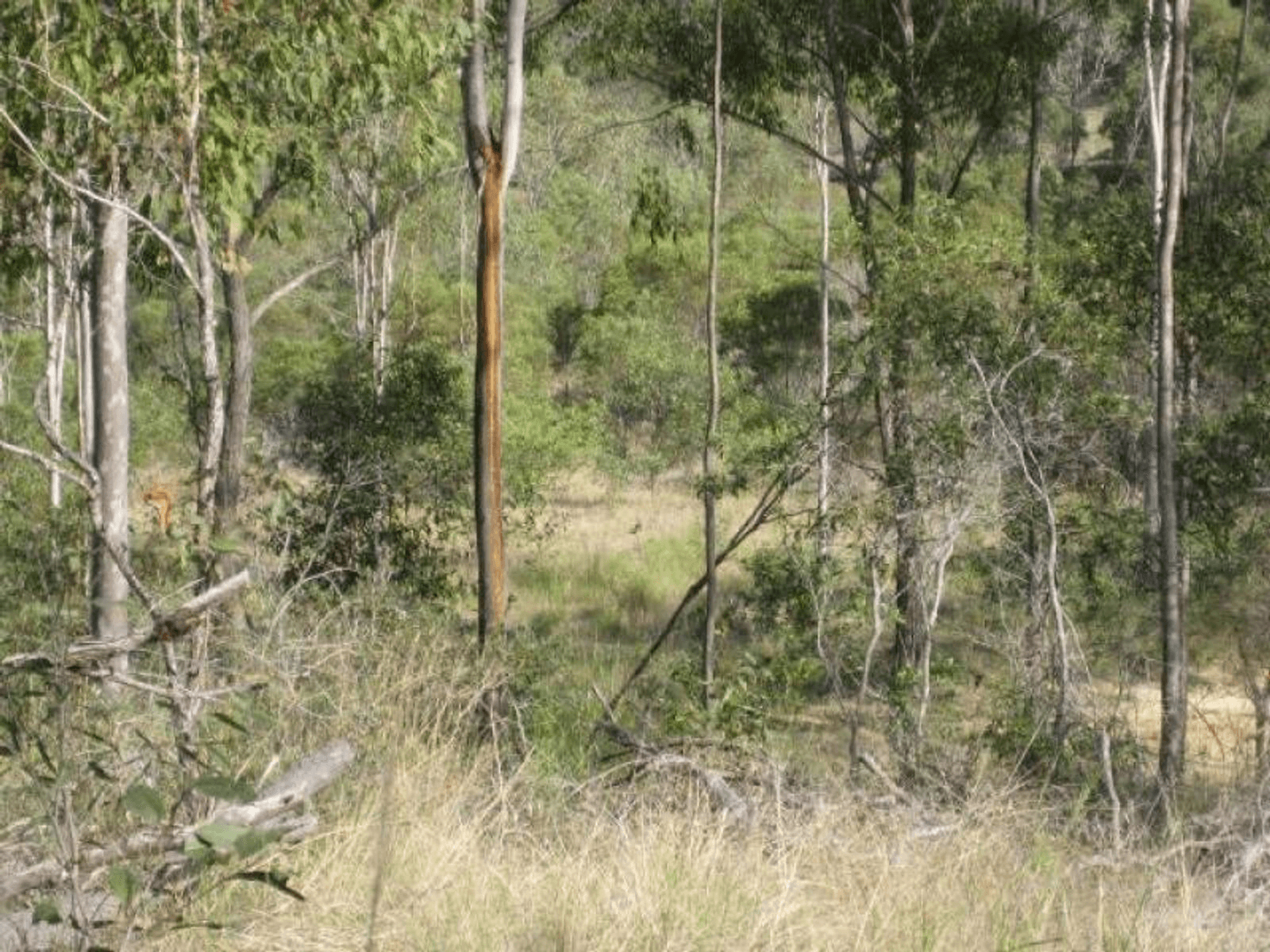 Lot 10 Snake Creek Road, SOUTH KOLAN, QLD 4670