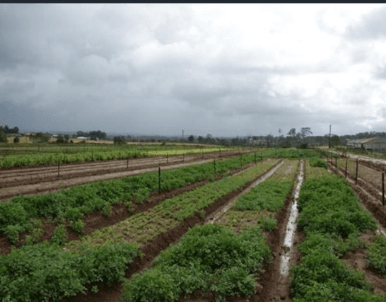 220 Ellis Lane Lane, Ellis Lane, NSW 2570
