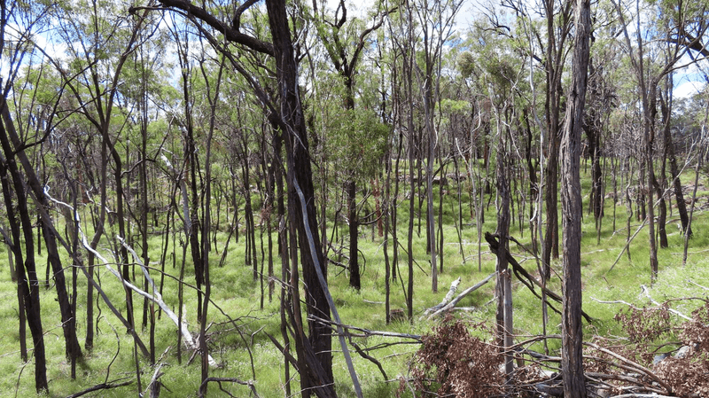 Lot 4 Nyora Road, LEYBURN, QLD 4365