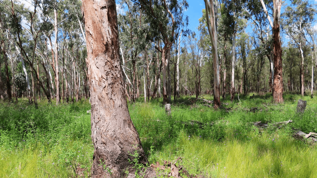 Lot 4 Nyora Road, LEYBURN, QLD 4365