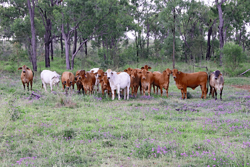 782 Floods Road, DULULU, QLD 4702