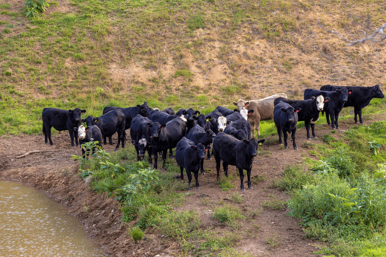 200 Days Road, TIPPERARY, NSW 2429