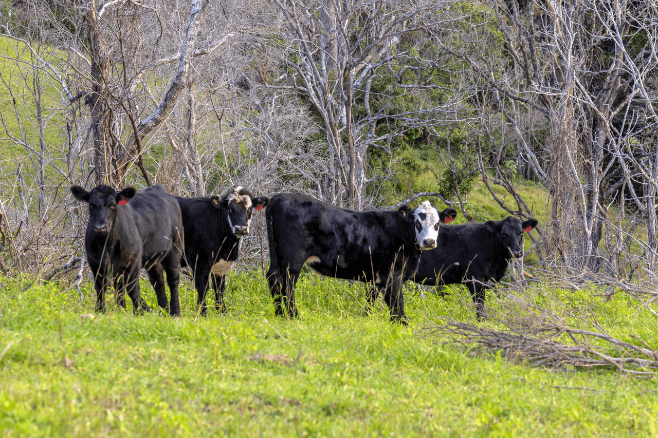 200 Days Road, TIPPERARY, NSW 2429