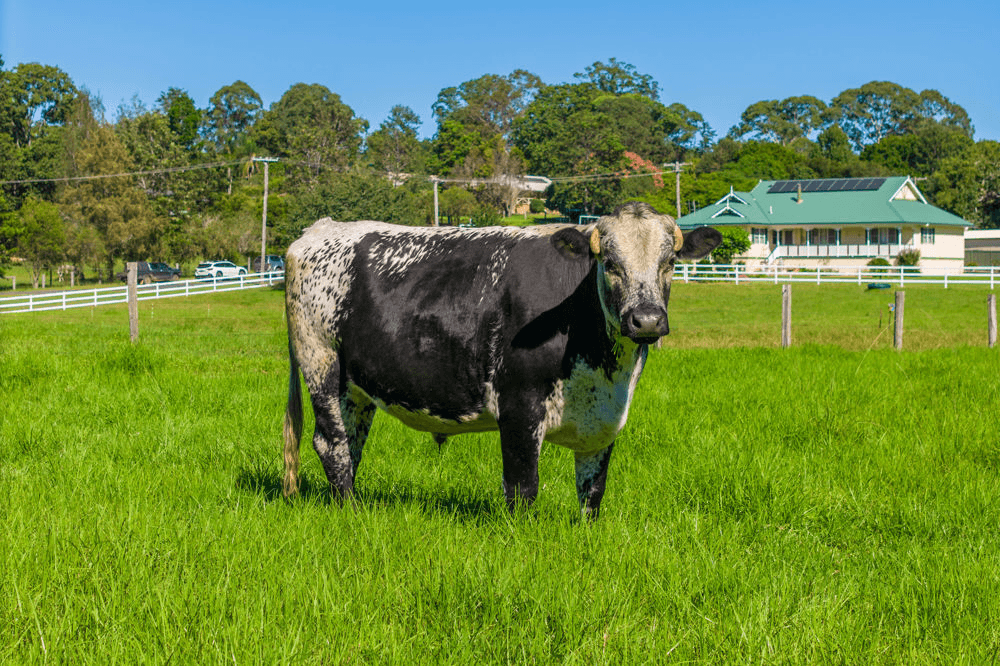 42 Bunderra Drive, BEECHWOOD, NSW 2446