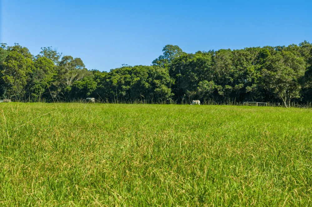 42 Bunderra Drive, BEECHWOOD, NSW 2446