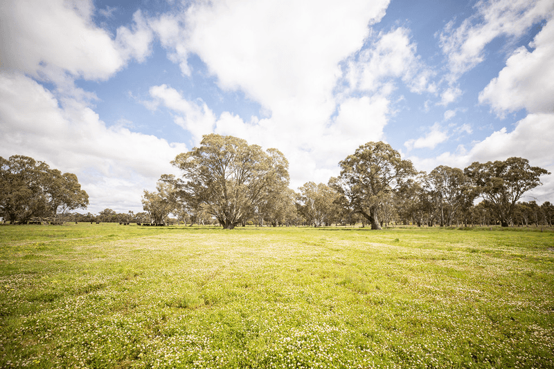 305 Rocky Castle Road, PENOLA, SA 5277