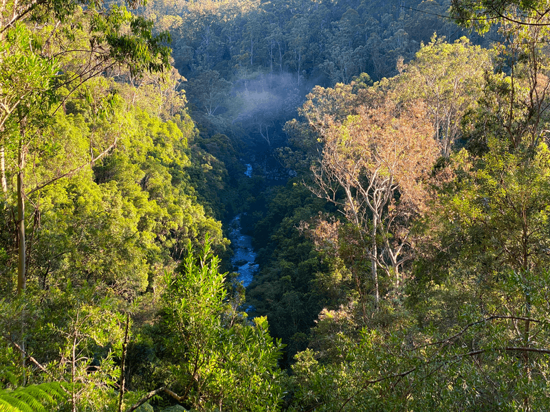 626 Deer Vale Road, DORRIGO, NSW 2453