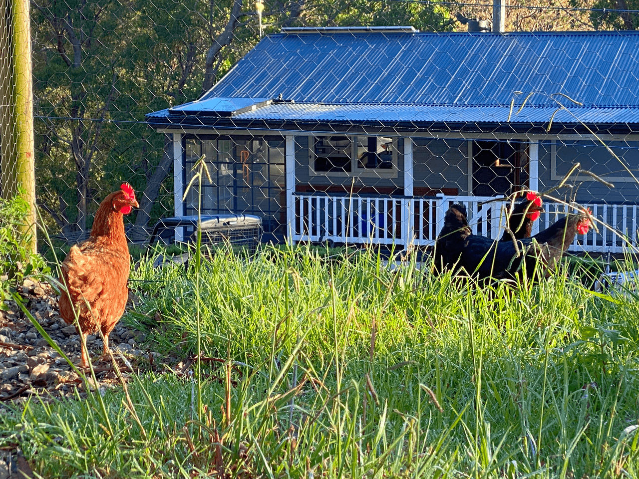 626 Deer Vale Road, DORRIGO, NSW 2453