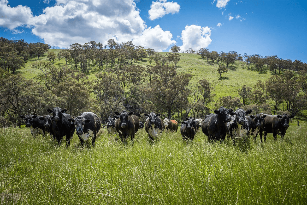 'Warrahdale' 413 Presses Road, WILLOW TREE, NSW 2339