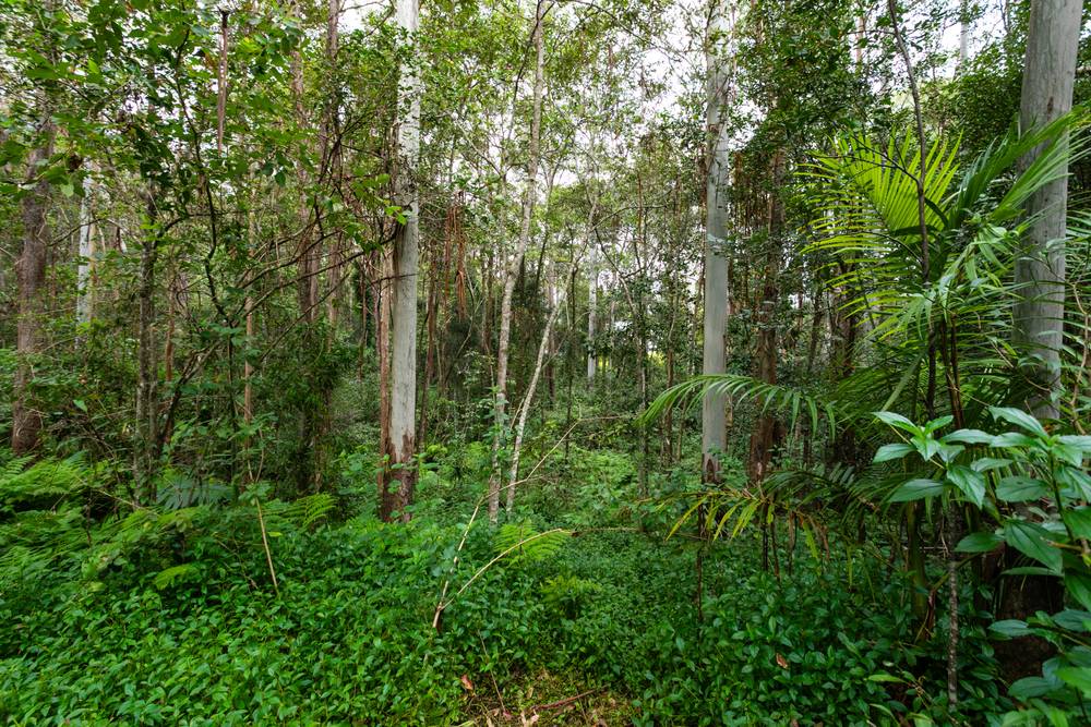 123 Blueberry Drive, BLACK MOUNTAIN, QLD 4563