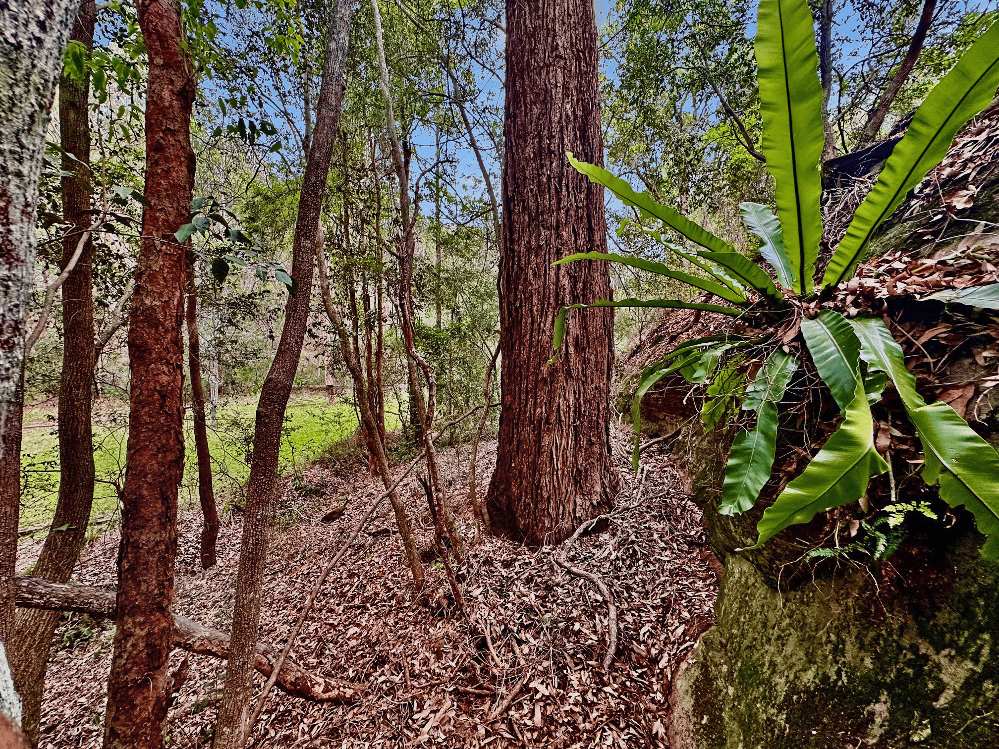 2684 Wollombi Road, Wollombi, NSW 2325