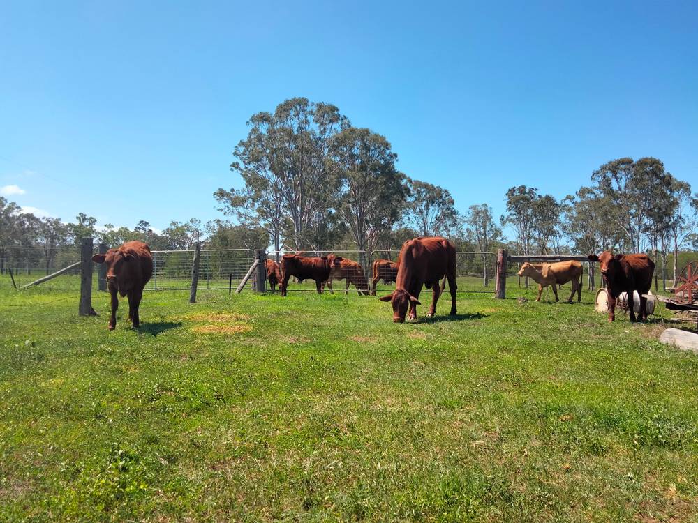 2913 Rosedale Road, YANDARAN, QLD 4673